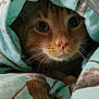 cat, orange_cat, whiskers, blanket, cozy, curious, indoor, pet, animal, fur, face, eyes, nose, hide, comfort, soft, closeup, cute, resting, warm