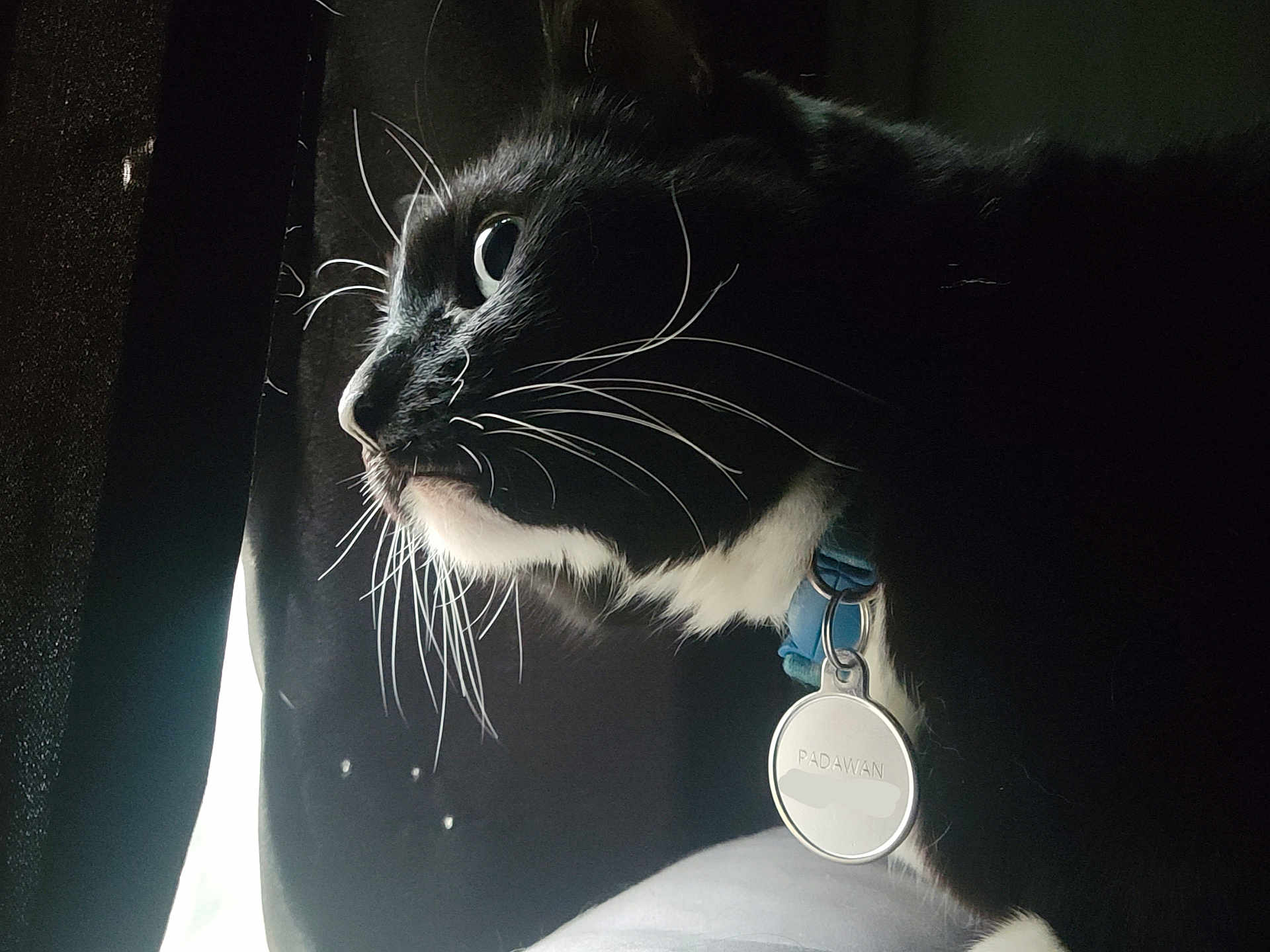 Padawan