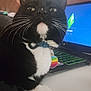 Padawan joined the competition — help win amazing prizes! accessories, animal, blackcat, cat, computer, computerhardware, computerkeyboard, desk, electronics, furniture, hardware, kitten, laptop, manx, monitor, pc, pet, screen, table, tv