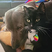 Padawan joined the competition — help win amazing prizes! accessories, animal, architecture, armchair, blackcat, building, candy, canine, cat, chair, couch, cushion, dog, food, furniture, homedecor, indoors, labradorretriever, pet, sweets