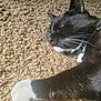 abyssinian, accessories, animal, blackcat, cat, collar, couch, furniture, hardwood, homedecor, kitten, manx, person, pet, quilt, siamese, sleeping, strap, wood