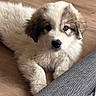 Bosco a rejoint le concours — aidez-le/la à gagner de superbes lots ! puppy, dog, canine, fluffy, white_fur, cream_fur, brown_markings, blue_eyes, black_nose, face, paws, close_up, portrait, indoor, wooden_floor, furniture, couch, carpet, adorable, pet