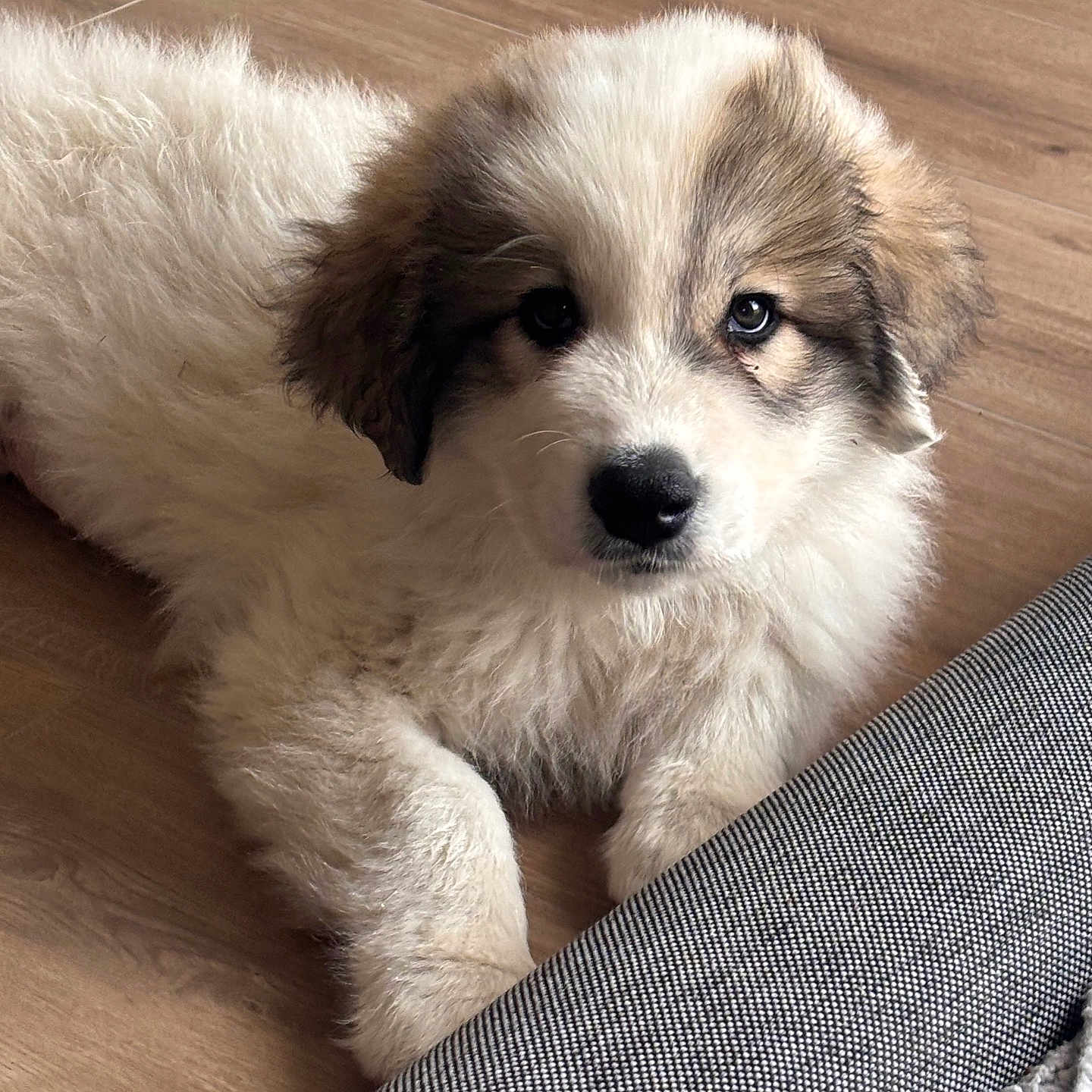 Bosco