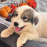 Bosco participe au concours pour gagner de l'argent avec cette photo : puppy, dog, fluffy, white_and_gray, tongue_out, happy, playful, lying_down, pet, animal, portrait, close_up, blanket, bed, cushion, rope_toy, plush_toy, indoor, cozy, cute