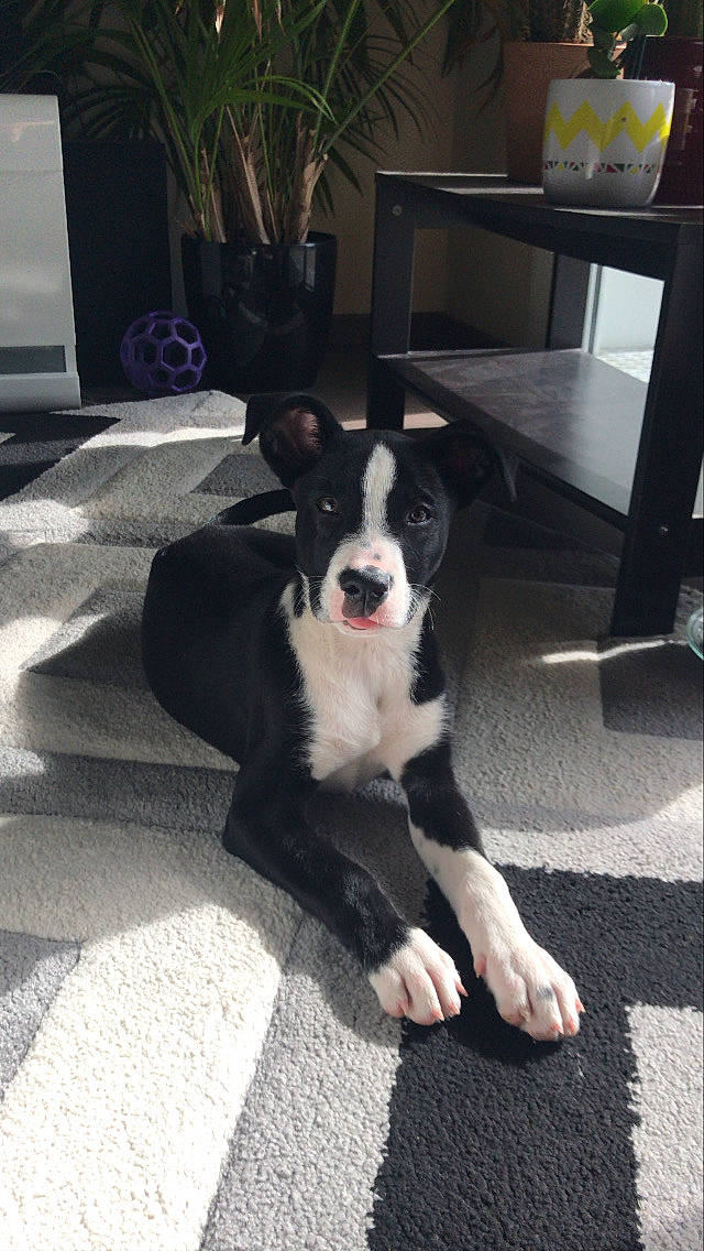 Atlas a rejoint le concours — aidez-le/la à gagner de superbes lots ! border_collie, canidae, carnivore, companion_dog, dog, dog_breed, herding_dog, karelian_bear_dog, mammal, mcnab, puppy, snout, vertebrate, working_dog