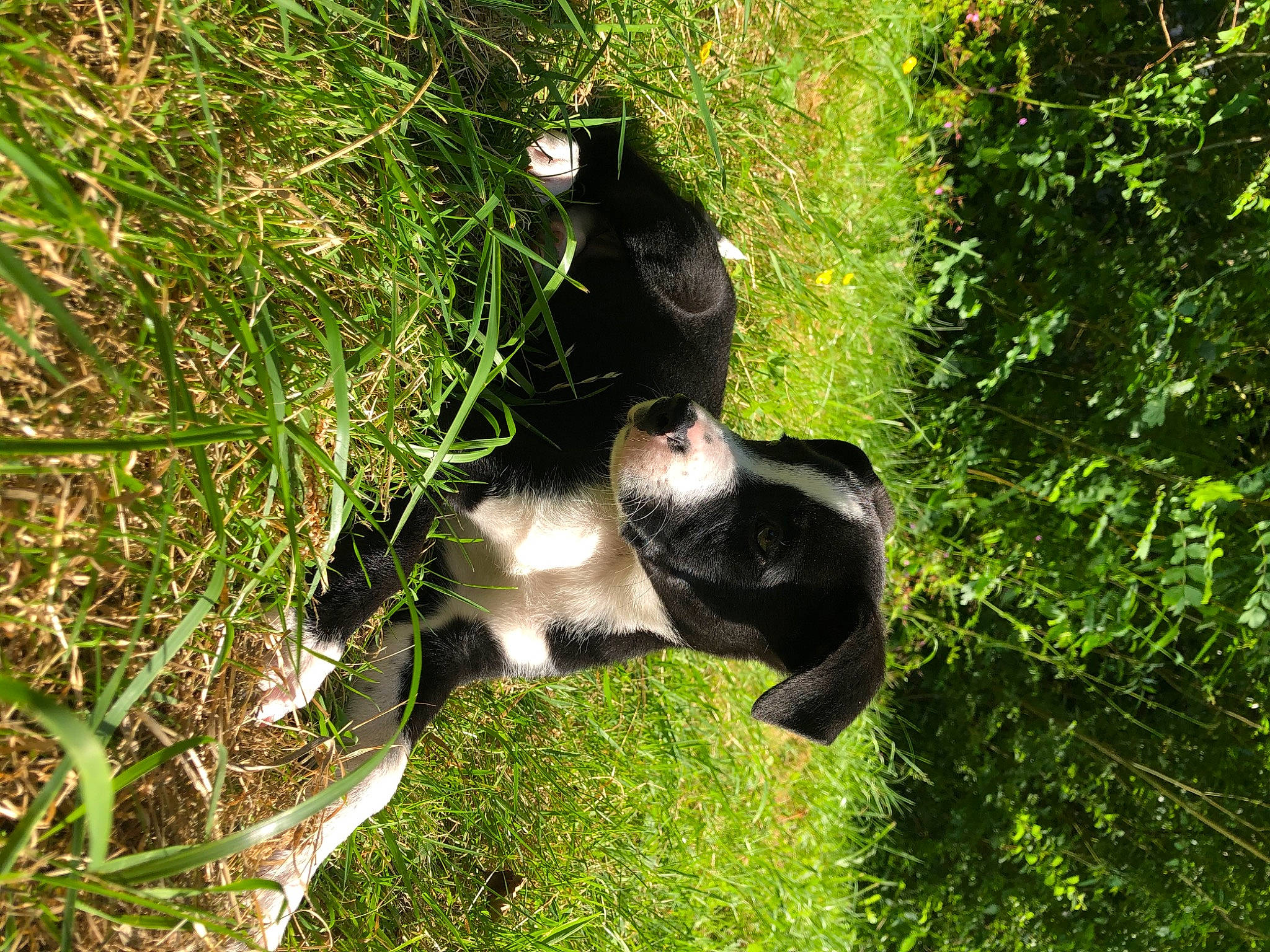 Atlas participe au concours pour gagner de l'argent avec cette photo : canidae, carnivore, grass, laika, nature_reserve, plant, tail