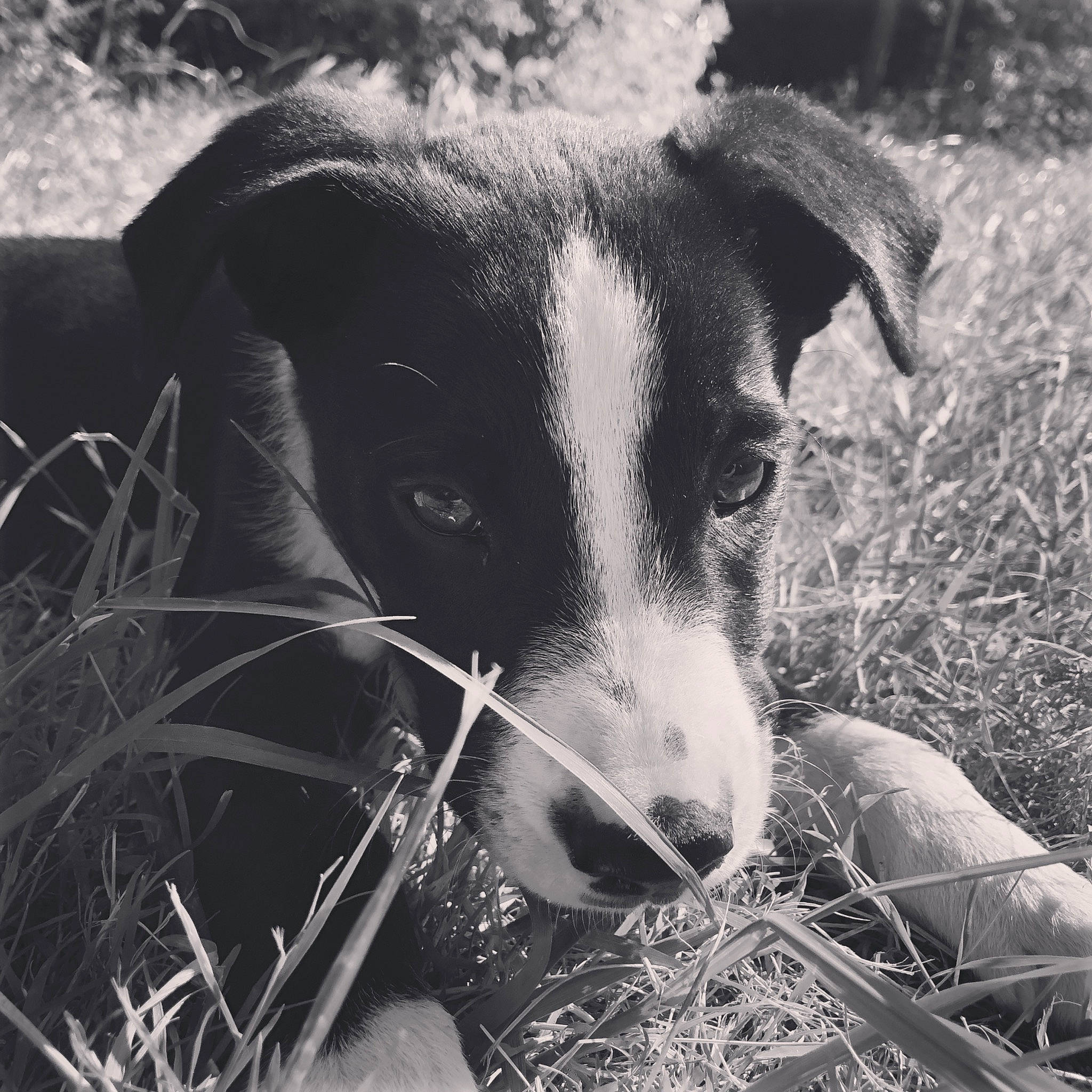 Atlas a rejoint le concours — aidez-le/la à gagner de superbes lots ! black_and_white, canidae, carnivore, dog, dog_breed, feist, mountain_cur, nose, photography, smooth_fox_terrier, snout, sporting_group, street_dog, style, whiskers