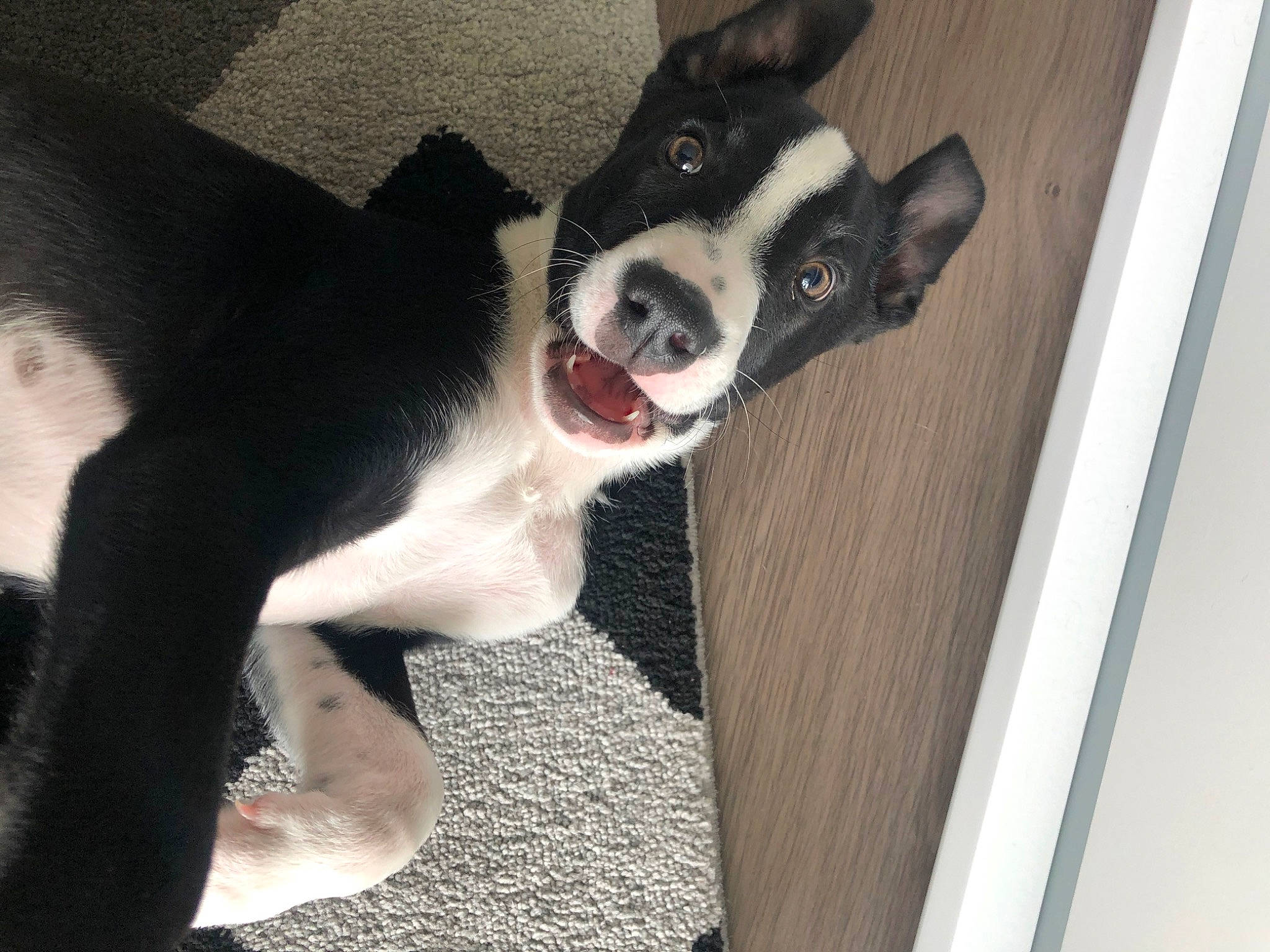 Atlas participe au concours pour gagner de l'argent avec cette photo : boston_terrier, canidae, carnivore, dog, dog_breed, ear, fur, mammal, non_sporting_group, nose, puppy, snout, sporting_group, tail, vertebrate, whiskers