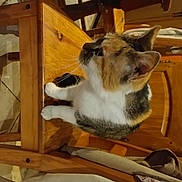 Archie a rejoint le concours — aidez-le/la à gagner de superbes lots ! animal, calico_cat, cat, closeup, cozy, curious, domestic, ears, floor, fur, furniture, head, home, indoor, looking_away, pet, sitting, table, whiskers, wooden_chair