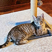 Necia joined the competition — help win amazing prizes! cat, tabby_cat, scratching_post, carpet, indoor, pet, animal, feline, relaxed, lying_down, fur, whiskers, ears, tail, wooden_floor, home, cute, looking, resting, playful