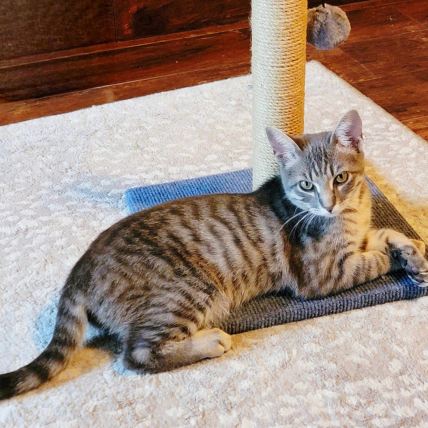 Necia joined the competition — help win amazing prizes! animal, carpet, cat, cute, ears, feline, fur, home, indoor, looking, lying_down, pet, playful, relaxed, resting, scratching_post, tabby_cat, tail, whiskers, wooden_floor