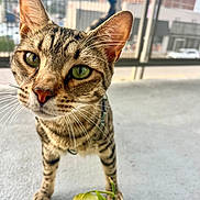 Athens joined the competition — help win amazing prizes! animal, blurred_background, cat, close_up, concrete_floor, curious, domestic_cat, feline, green_eyes, houseplant, leaf, looking_at_camera, mesh_screen, outdoor, pet, portrait, striped_fur, tabby, urban, whiskers