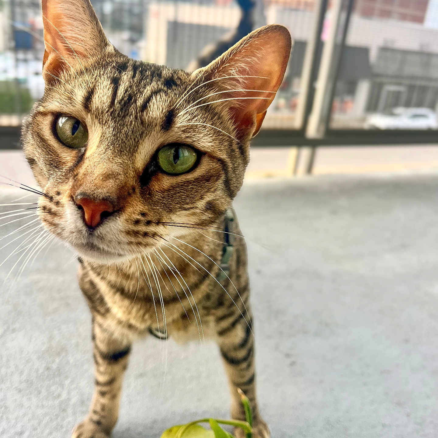 Athens joined the competition — help win amazing prizes! animal, blurred_background, cat, close_up, concrete_floor, curious, domestic_cat, feline, green_eyes, houseplant, leaf, looking_at_camera, mesh_screen, outdoor, pet, portrait, striped_fur, tabby, urban, whiskers