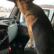 Ghost joined the competition — help win amazing prizes! dog, german_shepherd, vehicle, interior, dashboard, window, seat, water_jugs, cables, pet, looking_out, alert, ears_up, side_view, transport, canine, companion, road_trip, indoor, daylight