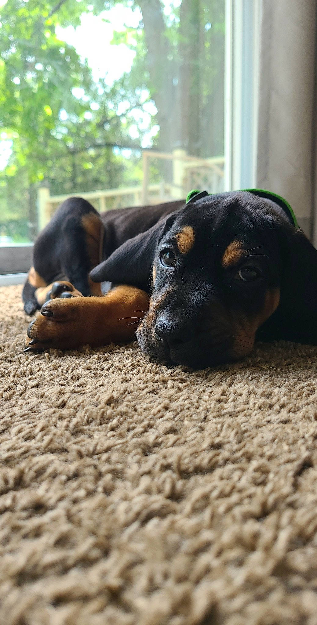 Ringo Star joined the competition — help win amazing prizes! canidae, carnivore, comfort, companion_dog, dog, dog_breed, fawn, fur, grass, guard_dog, montenegrin_mountain_hound, plant, rottweiler, snout, sporting_group, terrestrial_animal, tree, whiskers, working_animal, working_dog