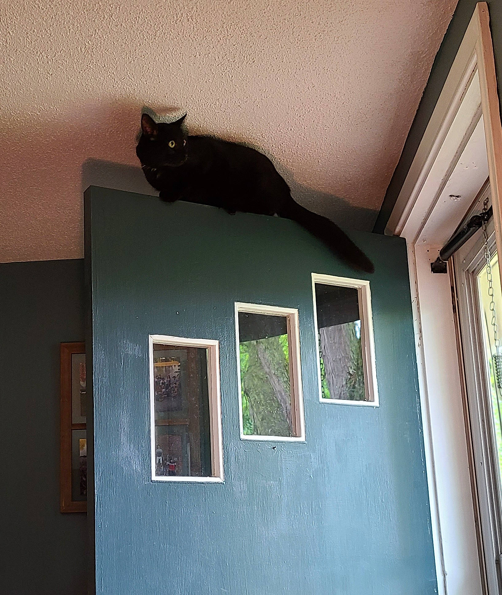 Kovu is registered to the contest to win money with this photo: building, carnivore, cat, door, felidae, fixture, hardwood, home_door, house, line, rectangle, sash_window, shade, small_to_medium_sized_cats, tail, tints_and_shades, wall, window, wood, wood_stain