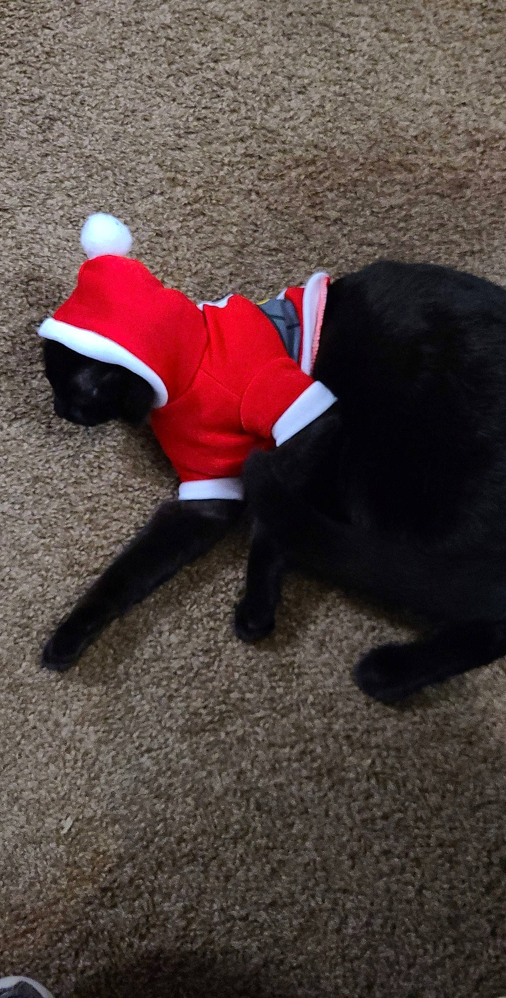 Kovu is registered to the contest to win money with this photo: asphalt, ball, carmine, carnivore, companion_dog, dog_breed, dog_supply, felidae, fictional_character, fur, grass, human_body, human_leg, leg, plant, sitting, snout, sportswear, tail, thigh