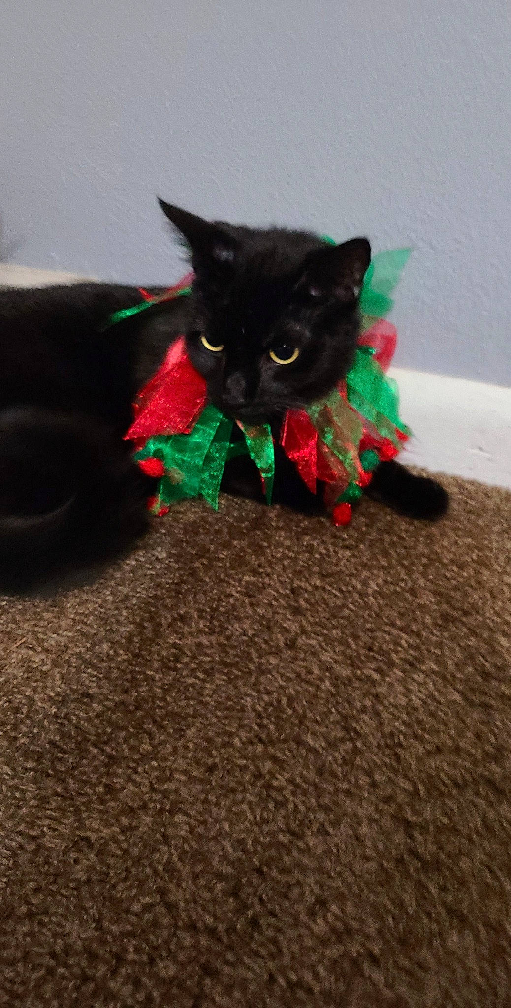 Kovu is registered to the contest to win money with this photo: art, black_cat, bombay, canidae, carnivore, cat, cat_toy, claw, dog_breed, domestic_short_haired_cat, fashion_accessory, felidae, flooring, fur, grass, grey, plant, small_to_medium_sized_cats, tail, whiskers