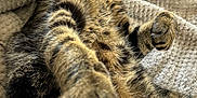 Sherlock participe au concours pour gagner de l'argent avec cette photo : cat, tabby_cat, feline, pet, paw, fur, whiskers, eyes, blanket, texture, cozy, relaxed, stretching, indoor, soft_light, closeup, animal, mammal, cute, resting