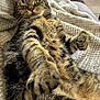 cat, tabby_cat, feline, pet, paw, fur, whiskers, eyes, blanket, texture, cozy, relaxed, stretching, indoor, soft_light, closeup, animal, mammal, cute, resting