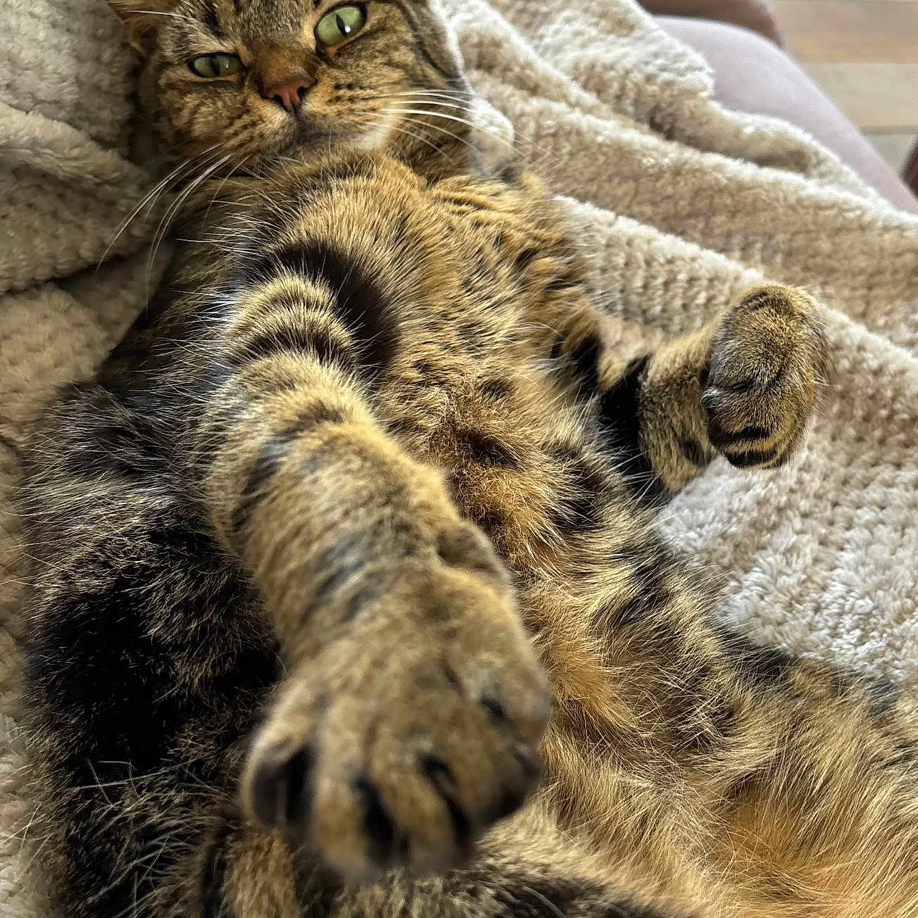 Sherlock participe au concours pour gagner de l'argent avec cette photo : animal, blanket, cat, closeup, cozy, cute, eyes, feline, fur, indoor, mammal, paw, pet, relaxed, resting, soft_light, stretching, tabby_cat, texture, whiskers