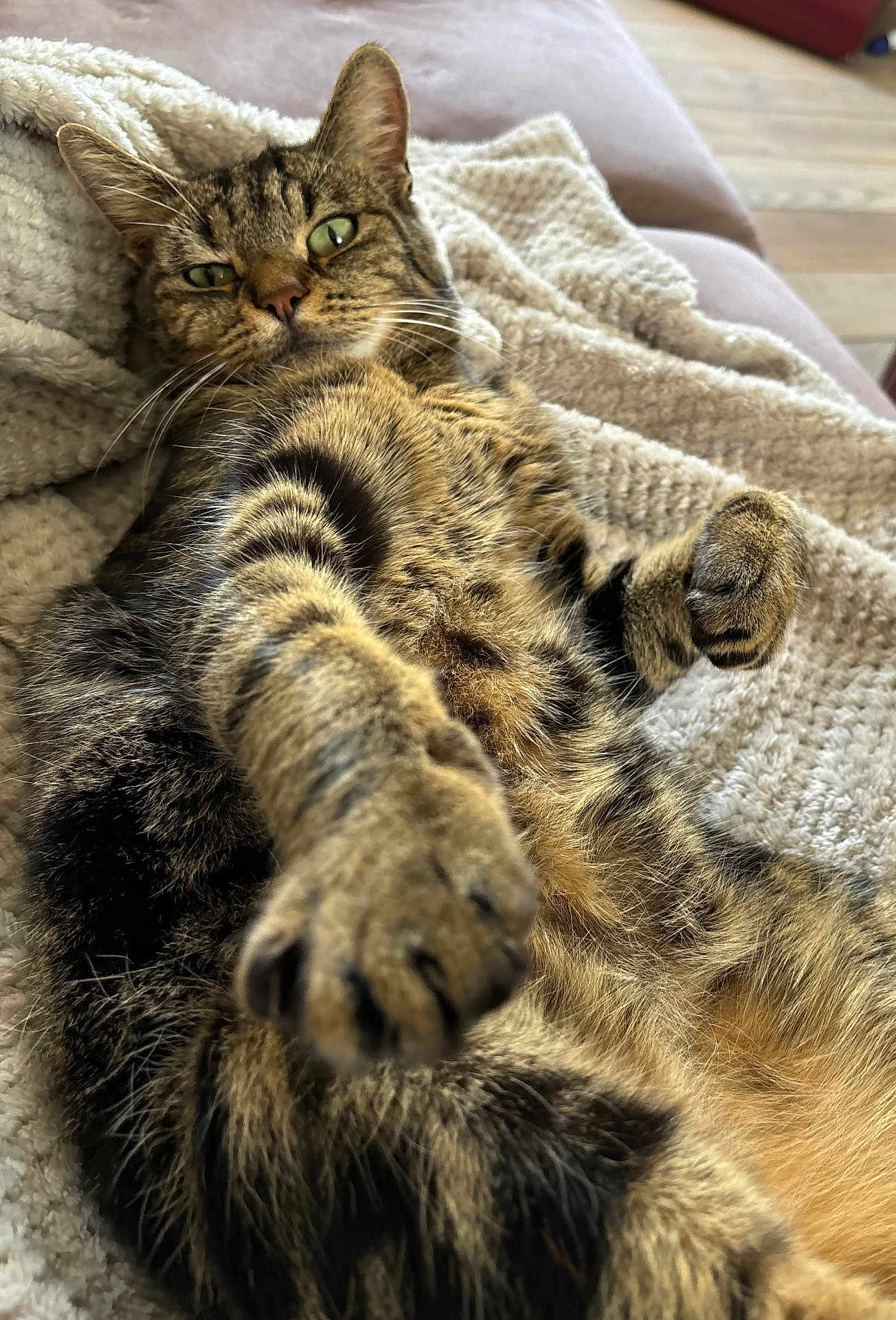 Sherlock participe au concours pour gagner de l'argent avec cette photo : cat, tabby_cat, feline, pet, paw, fur, whiskers, eyes, blanket, texture, cozy, relaxed, stretching, indoor, soft_light, closeup, animal, mammal, cute, resting