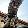 Sherlock participe au concours pour gagner de l'argent avec cette photo : cat, tabby_cat, animal, outdoor, sky, building, paws, curious, feline, close_up, roof, reflection, whiskers, ears, stripes, daylight, nature, pet, mammal, window