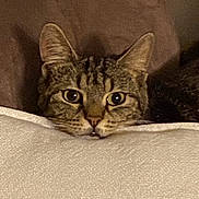 Sherlock participe au concours pour gagner de l'argent avec cette photo : cat, tabby, animal, pet, feline, cushion, cozy, indoor, closeup, face, ears, whiskers, fur, relaxed, curious, brown, soft, resting, cute, domestic