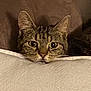 cat, tabby, animal, pet, feline, cushion, cozy, indoor, closeup, face, ears, whiskers, fur, relaxed, curious, brown, soft, resting, cute, domestic