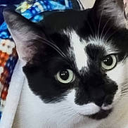 George joined the competition — help win amazing prizes! animal, black_and_white, blanket, cat, close_up, cute, domestic_animal, ears, face, feline, fur, green_eyes, indoor, looking_up, patterned_blanket, pet, portrait, resting, soft_lighting, whiskers