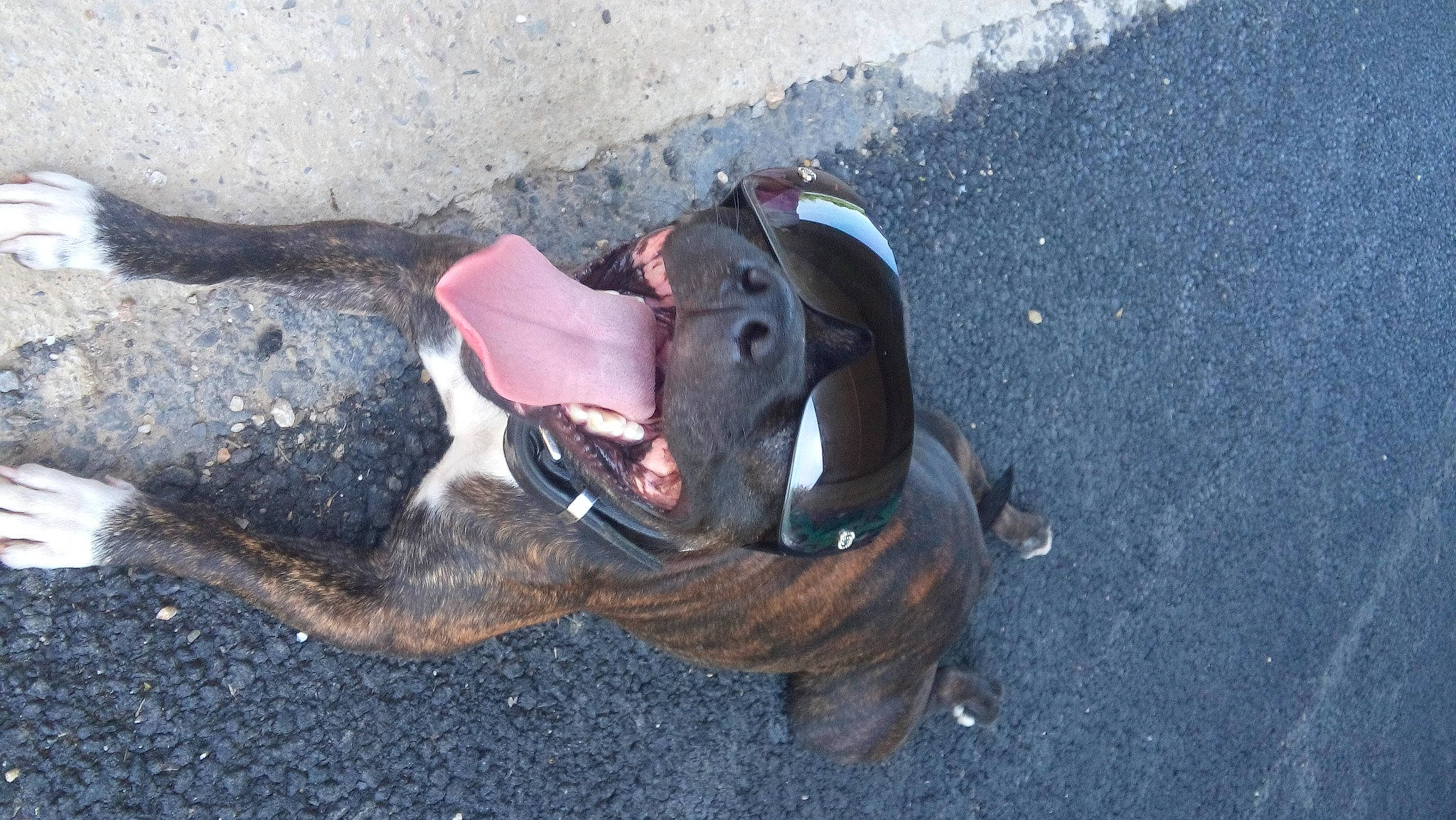 Osiris a rejoint le concours — aidez-le/la à gagner de superbes lots ! asphalt, canidae, carmine, carnivore, concrete, dog, dog_breed, fashion_accessory, fawn, guard_dog, landscape, leash, personal_protective_equipment, road_surface, shadow, snout, soil, sporting_group, tar, working_animal