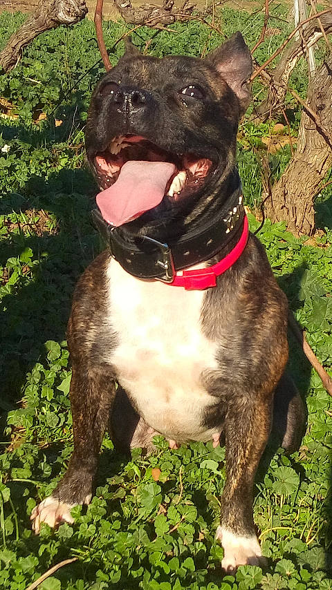 Osiris participe au concours pour gagner de l'argent avec cette photo : canidae, carnivore, collar, companion_dog, dog, dog_breed, dog_collar, fur, grass, hunting_dog, leash, liver, molosser, pet_supply, plant, sporting_group, terrestrial_animal, whiskers, working_animal, working_dog