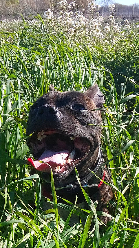 Osiris participe au concours pour gagner de l'argent avec cette photo : canidae, carnivore, collar, dog, dog_breed, dog_collar, eye, fawn, grass, grass_family, grassland, groundcover, jaw, plant, snout, sporting_group, terrestrial_animal, vertebrate, whiskers, working_animal