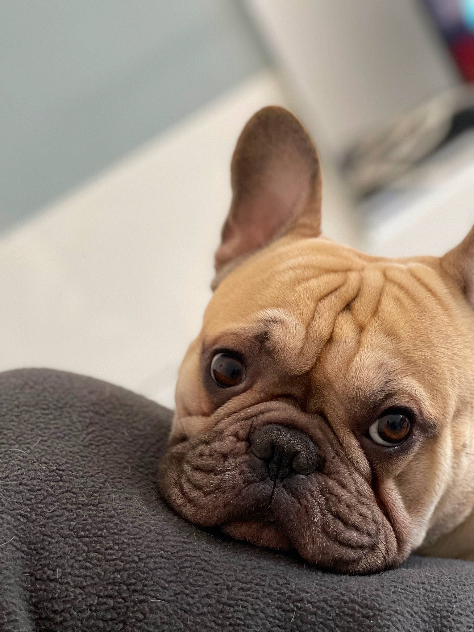 Dragibus a rejoint le concours — aidez-le/la à gagner de superbes lots ! bulldog, canidae, carnivore, comfort, companion_dog, dessert, dog, dog_breed, ear, fawn, french_bulldog, non_sporting_group, puppy, snout, sporting_group, terrestrial_animal, toy_dog, whiskers, working_animal, wrinkle