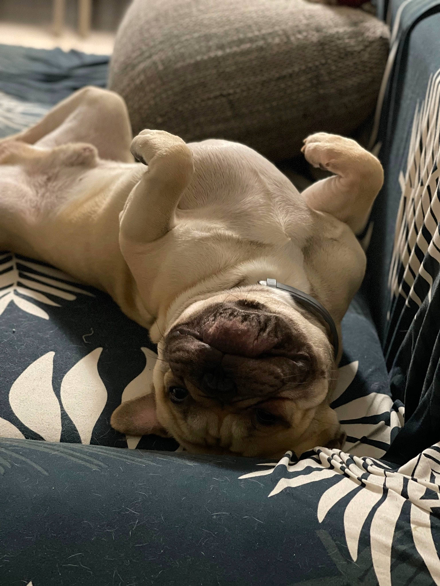 Dragibus participe au concours pour gagner de l'argent avec cette photo : barefoot, canidae, carnivore, chair, chest, comfort, companion_dog, dog, dog_breed, fawn, foot, fur, grappling, human_leg, knee, sitting, snout, sporting_group, thigh, wrinkle