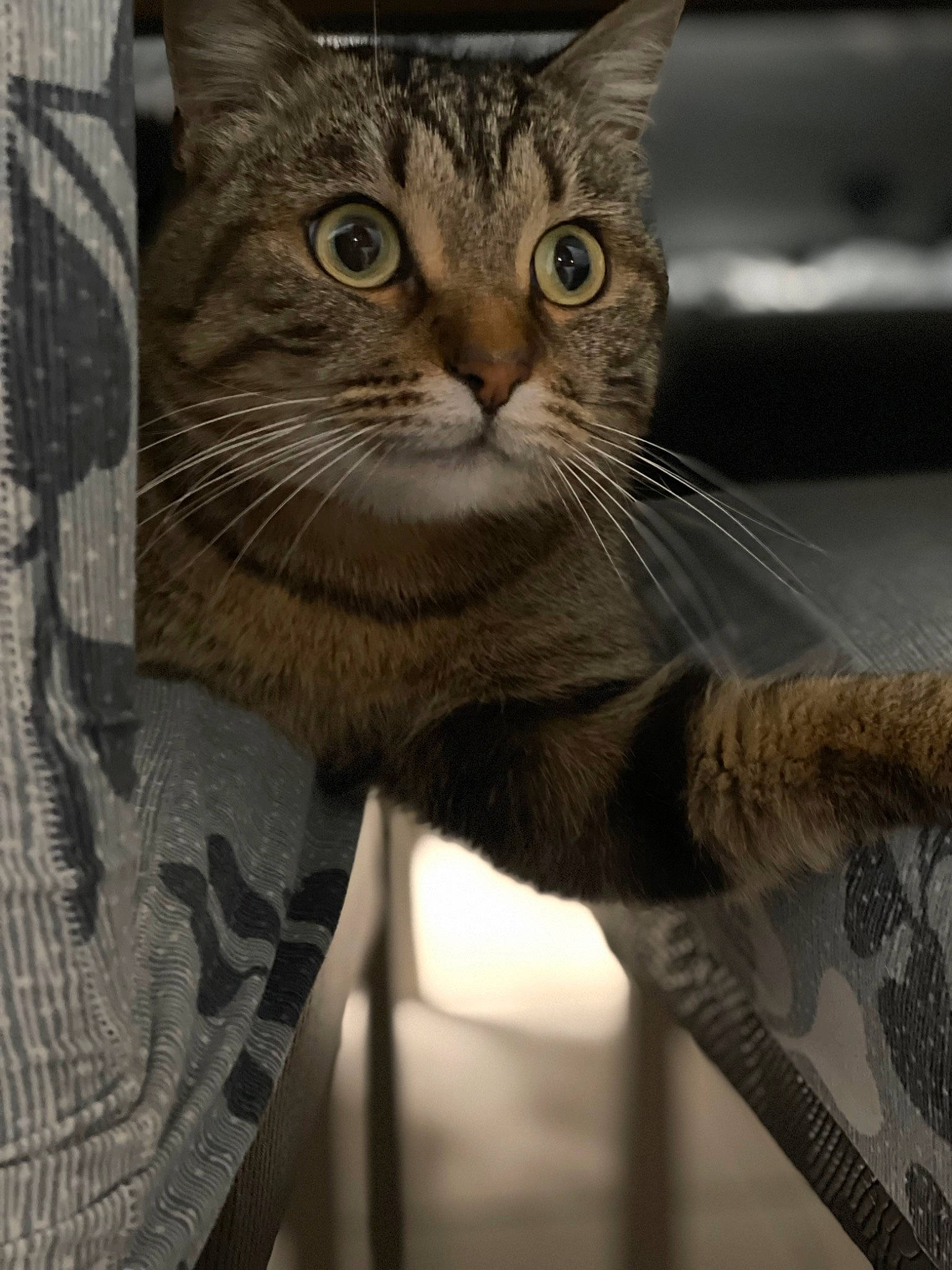 Dior a rejoint le concours — aidez-le/la à gagner de superbes lots ! carnivore, cat, claw, domestic_short_haired_cat, door, eye, felidae, fur, gesture, iris, paw, small_to_medium_sized_cats, snout, tail, terrestrial_animal, whiskers, window