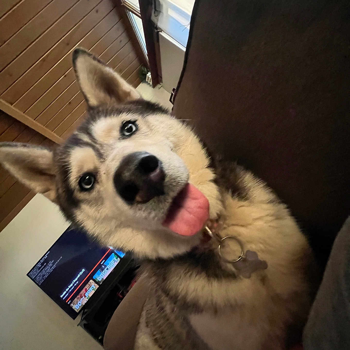 Sadie joined the competition — help win amazing prizes! animal, blue_eyes, canine, collar, companion, couch, dog, friendly, fur, home_interior, house, husky, indoor, living_room, pet, relaxed, smiling, television, tongue_out, wooden_ceiling