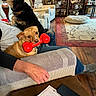 Cookie is registered to the contest to win money with this photo: dog, toy, couch, living_room, person, arm, remote_control, phone, note, lamp, figurines, decor, carpet, wooden_floor, shelf, chair, table, red_toy, brown_dog, black_dog