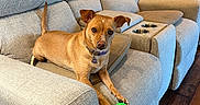 Cookie joined the competition — help win amazing prizes! dog, pet, sofa, living_room, tennis_ball, brown_dog, furniture, lamp, wooden_floor, side_table, couch, indoor, playful, canine, domestic_animal, collar, paw, relaxing, alert, cozy