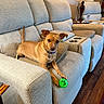 dog, pet, sofa, living_room, tennis_ball, brown_dog, furniture, lamp, wooden_floor, side_table, couch, indoor, playful, canine, domestic_animal, collar, paw, relaxing, alert, cozy