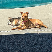 Cookie is registered to the contest to win money with this photo: dog, pool, sunlight, outdoor, relaxing, canine, pet, concrete, water, summer, collar, brown_dog, sleeping_dog, sunbathing, quiet, shaded_area, daytime, animal, resting, calm