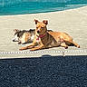 dog, pool, sunlight, outdoor, relaxing, canine, pet, concrete, water, summer, collar, brown_dog, sleeping_dog, sunbathing, quiet, shaded_area, daytime, animal, resting, calm