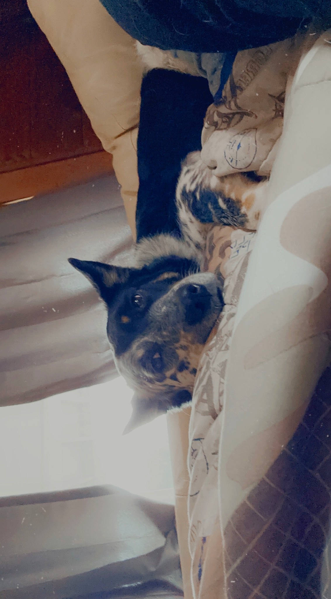 Clyde is registered to the contest to win money with this photo: carnivore, comfort, companion_dog, dog, dog_breed, electric_blue, eye, fawn, felidae, fur, grey, human_leg, pattern, room, small_to_medium_sized_cats, snout, sporting_group, tail, whiskers, window