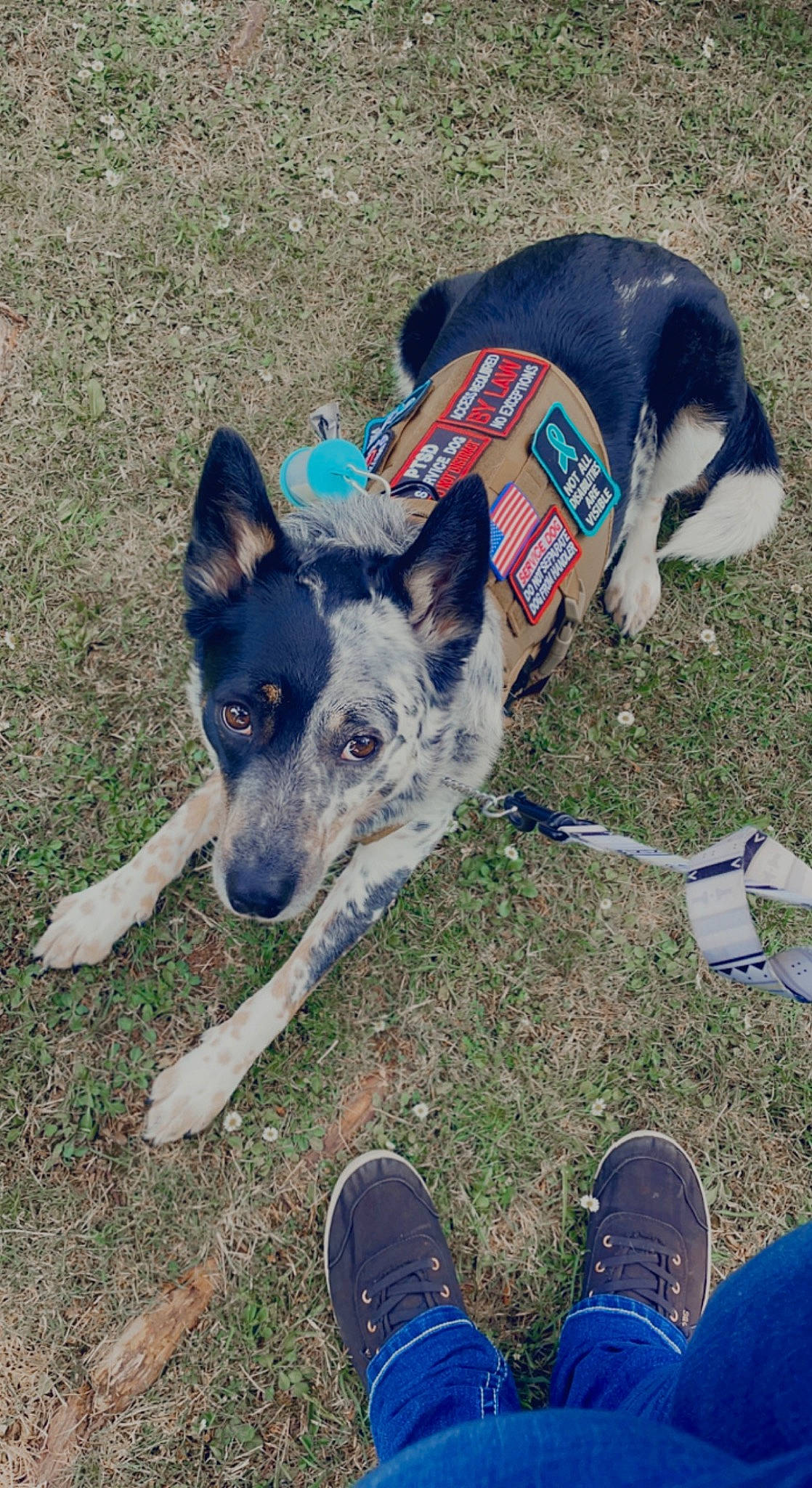 Clyde is registered to the contest to win money with this photo: australian_cattle_dog, australian_stumpy_tail_cattle_dog, blue, canidae, carnivore, collar, companion_dog, dog, dog_breed, dog_supply, electric_blue, foot, grass, herding_dog, plant, snout, sporting_group, walking_shoe, working_animal, working_dog