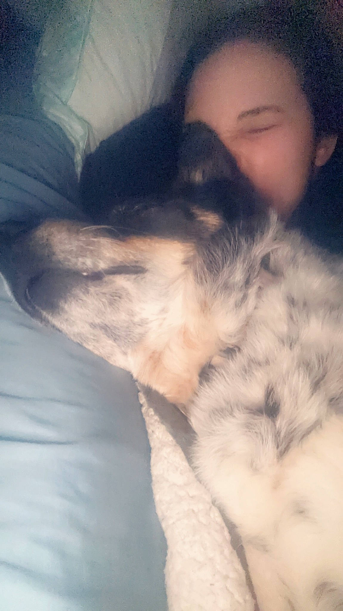 Clyde joined the competition — help win amazing prizes! carnivore, cat, cloud, comfort, companion_dog, dog_breed, eye, fawn, feather, felidae, fur, gesture, happy, human_leg, mammal, small_to_medium_sized_cats, tail, textile, vertebrate, whiskers