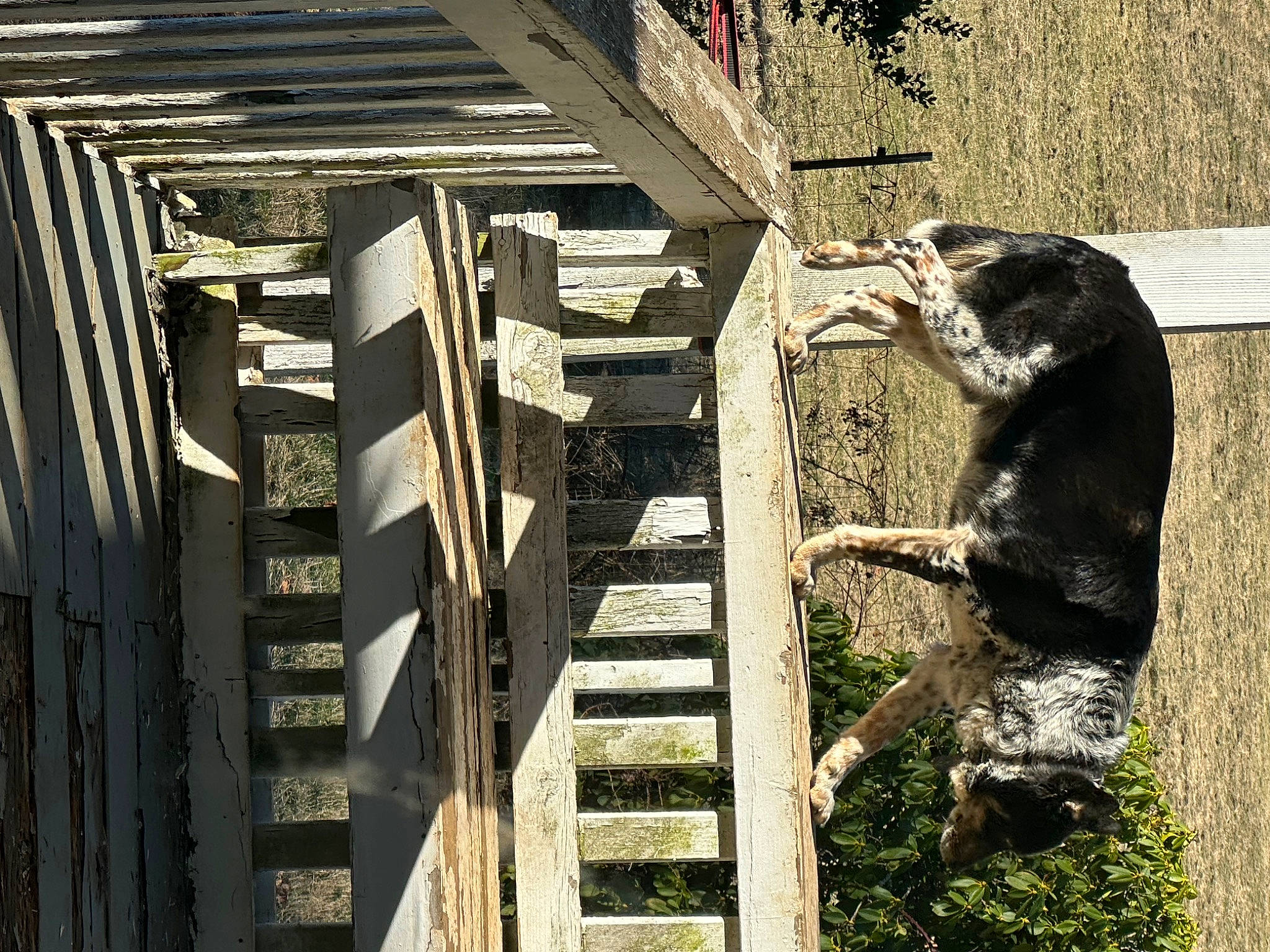 Clyde joined the competition — help win amazing prizes! dog, dog_breed, fur, grass, handrail, hardwood, house, landscape, lumber, metal, plank, plant, shadow, stairs, terrestrial_animal, tints_and_shades, tree, window, wood, working_animal