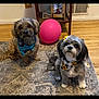 Izzianna joined the competition — help win amazing prizes! dog, dogs, pet, two_dogs, bandana, pink_balloon, area_rug, hardwood_floor, indoor, side_table, book, groomed, sitting, looking_at_camera, cute, small_breed, bow, sunflower_pattern, checkered_bandana, portrait