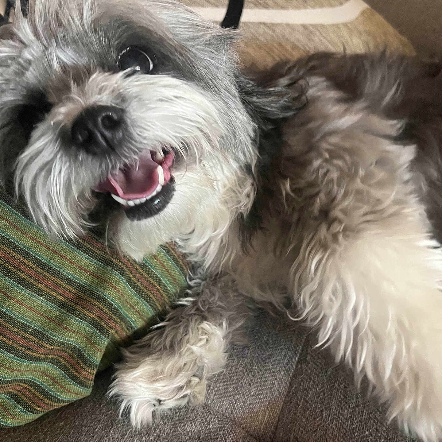 Izzianna joined the competition — help win amazing prizes! close_up, companion, couch, dog, eye, fluffy, fur, home, indoor, lying_down, nose, paw, pet, pillow, relaxed, small_dog, smiling, striped_pillow, teeth, tongue