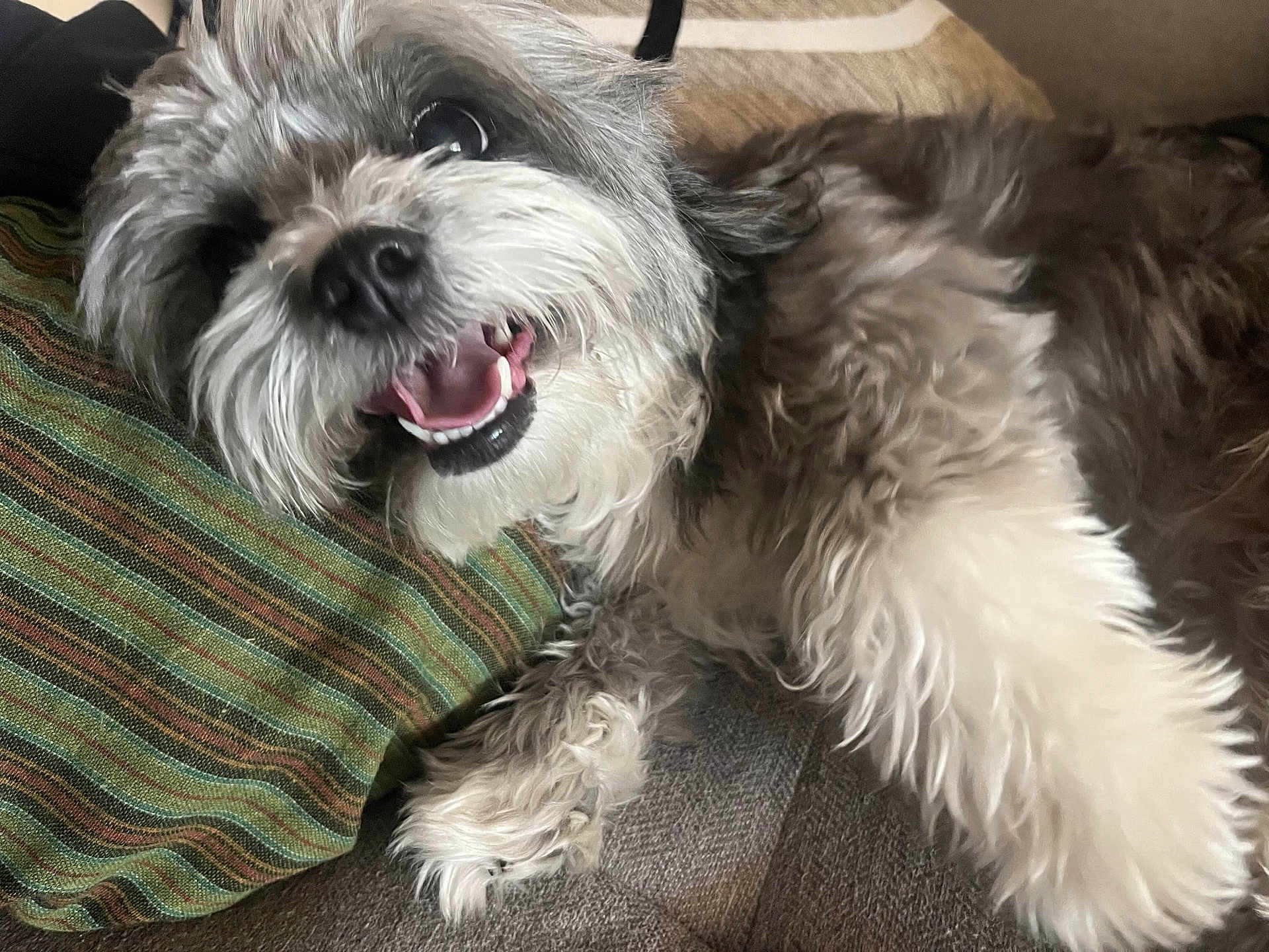 Izzianna joined the competition — help win amazing prizes! dog, pet, small_dog, fur, fluffy, tongue, teeth, nose, paw, eye, close_up, couch, pillow, striped_pillow, indoor, smiling, relaxed, lying_down, home, companion
