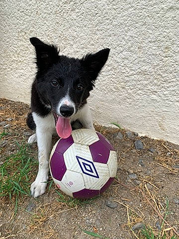 Talia a rejoint le concours — aidez-le/la à gagner de superbes lots ! canidae, carmine, carnivore, companion_dog, dog, dog_breed, dog_toy, grass, herding_dog, mcnab, non_sporting_group, plant, recreation, sporting_group, tail, toy, water, working_animal, working_dog